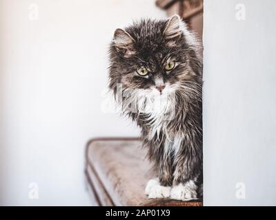 Cute, charming kitten on a white background Stock Photo
