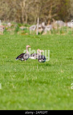 Greylag geese standing on a field and looking Stock Photo