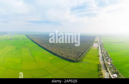 Aerial view of Tra Su forest tourist park Chau Doc among rice fields in the Mekong River Delta region, South Vietnam. Green rice paddies from above, a