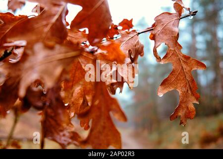Moody close-up of wet dryed oak leaves in January in the forest on a warm and rainy winter day in Bavaria, Germany Stock Photo