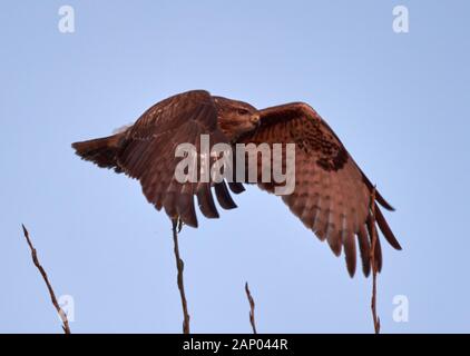 Common buzzard (Buteo buteo) taking of a tree top Stock Photo