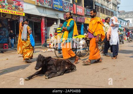 Veal lying in a street and people walking around, Varanasi, Uttar Pradesh, India Stock Photo