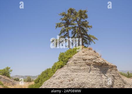 Lonely tree on a hill on blue sky background, Rhodes, Greece Stock Photo