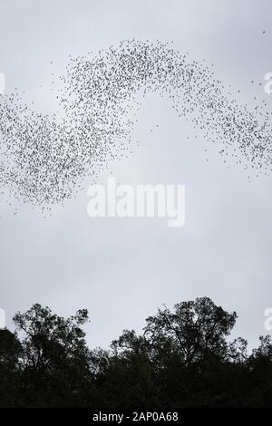 Millions of bats swarming out from the Deer Cave to head to their feeding grounds, Gunung Mulu National Park, Sarawak, Borneo, Malaysia Stock Photo