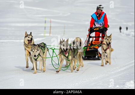 Dog sled team of Siberian huskies, dogsledding, dog sled race La Grande Odyssee Savoie Mont Blanc, Praz de Lys Sommand, Haute-Savoie, France Stock Photo
