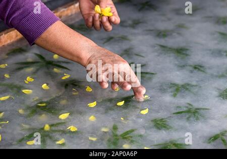 Flower decorations inserted during traditional Mulberry paper making, Ban Xangkong, Laos Stock Photo