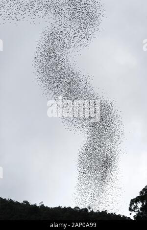 Millions of bats swarming out from the Deer Cave to head to their feeding grounds, Gunung Mulu National Park, Sarawak, Borneo, Malaysia Stock Photo