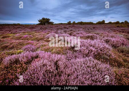 Heather flowering on Dunwich Heath. Stock Photo