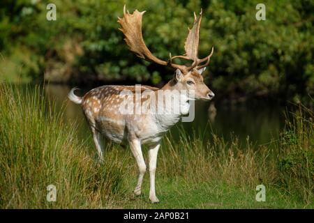 A fallow deer stag or buck.