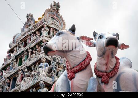 Cow statues and temple at Little India in Singapore Stock Photo