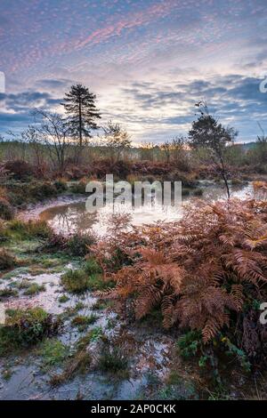 Sunrise over a pond on managed heathland in Monmouthshire in South Wales. Stock Photo