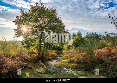 Sunrise over managed heathland in Monmouthshire in South Wales. Stock Photo