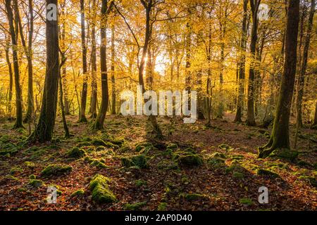 Autumnal trees in the lower Wye Valley in Wales. Stock Photo