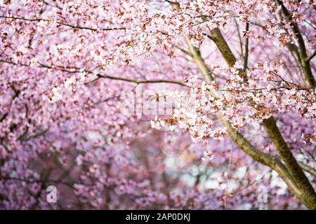 Beautiful city park with cherry trees in bloom. Branches with pink flowers in sunny day. Helsinki, Finland Stock Photo