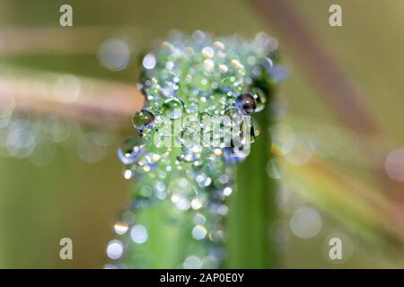 Close up of a blade of grass covered with loads of morning dew drops