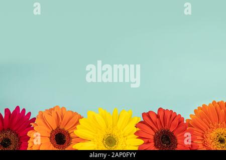 Different color flowers gerberas on a light blue background, free copy space Stock Photo