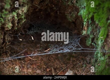 A spider web covered with rime. A hole in tree and a frozen spider web Stock Photo