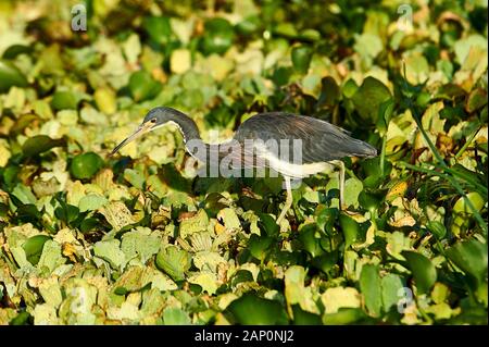 Tricolored Heron (Egretta tricolor) searching for food among water hyacinths on Lake Chapala, Jocotopec, Jalisco, Mexico Stock Photo
