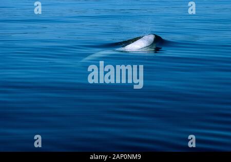 Beluga whale surfacing for breathing in the St.Lawrence River. Stock Photo