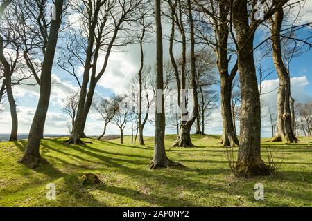 Early spring at Chanctonbury Ring. Stock Photo