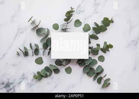 Blank white invitation stationery card with eucalyptus leaves. Stock Photo