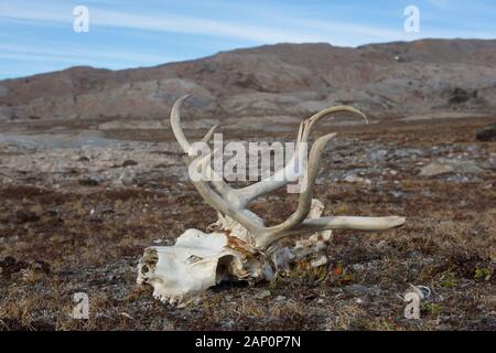 Svalbard Reindeer (Rangifer tarandus platyrhynchus). Skull lying in tundra. Svalbard Stock Photo