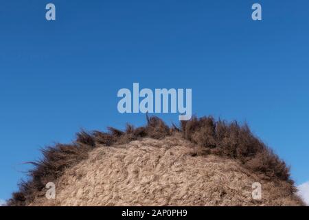 Closeup of a camel hump (dromedary). Stock Photo