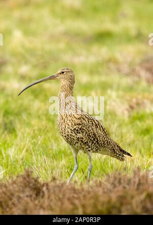 Curlew (Scientific name: Numenius arquata) Adult curlew, an upland bird, in natural habitat on moorland in Yorkshire, UK during the nesting season Stock Photo