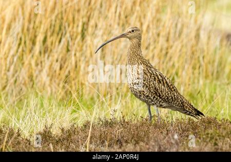 Curlew (Scientific name: Numenius arquata) Adult curlew, an upland bird, in natural habitat on moorland in Yorkshire, UK during the nesting season Stock Photo