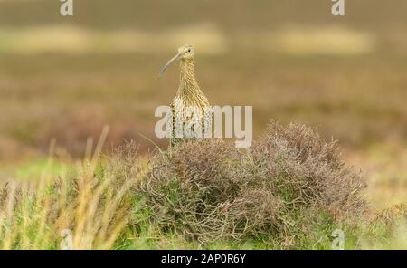 Curlew (Scientific name: Numenius arquata) Adult curlew, an upland bird, in natural habitat on moorland in Yorkshire, England during nesting season Stock Photo