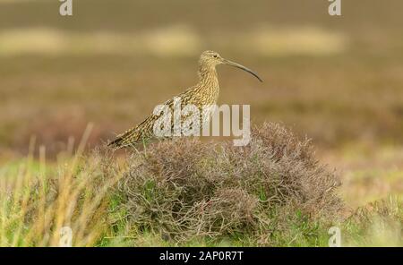 Curlew (Scientific name: Numenius arquata) Adult curlew, an upland bird, in natural habitat on moorland in Yorkshire, England during nesting season Stock Photo