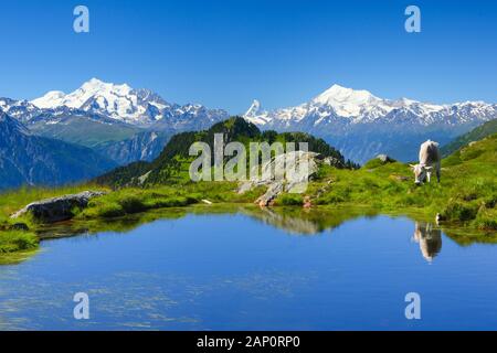 Swiss Alps: Cow on a mountain lake with the Mischabel group, the Matterhorn and the Weisshorn in the background. Valais, Switzerland Stock Photo