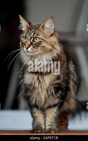 A beautiful norwegian forest cat standing on a doorstep looking out Stock Photo