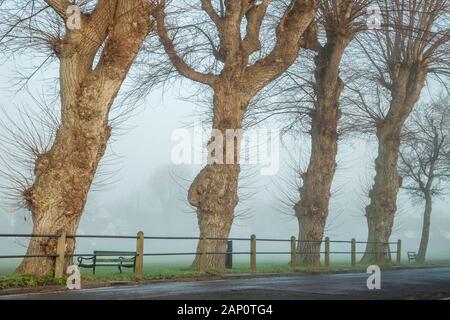 Row of tree on a foggy winter morning in Southwick, West Sussex, England. Stock Photo