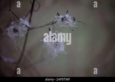 Beautiful seed heads with silky appendages of Wild Clematis or Clematis vitalba. Stock Photo