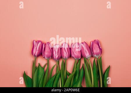 pink purple tulips over pink background. simple design Stock Photo