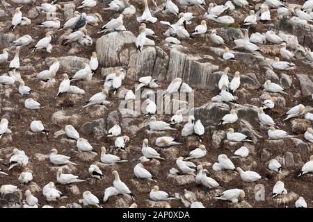 Gannet (Morus bassanus) colony, Great Saltee Island, Republic of Ireland Stock Photo