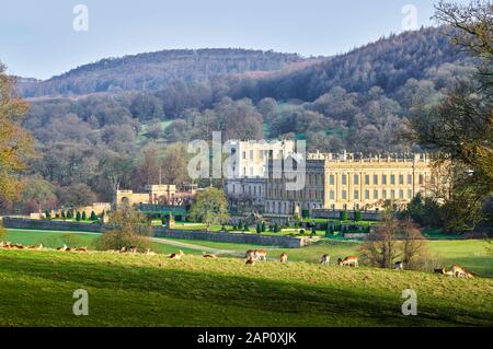Chatsworth house, Peak district, England, on a sunny winter day, with a herd of deer grazing in the parkland. Stock Photo