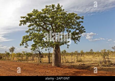 Boab Tree  ( Adansonia digitata ) in outback landscape, West Kimberley, Western Australia | usage worldwide Stock Photo