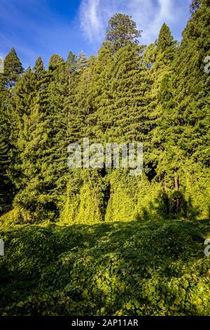 A redwood grove with several plant species thriving and growing wildly Stock Photo