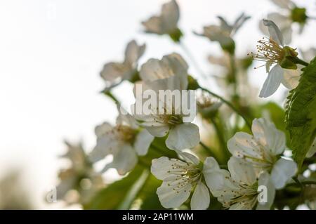 Background blooming beautiful white cherries in raindrops on a sunny day in early spring close up Stock Photo