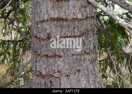 Eurasian Three-toed Woodpecker (Picoides tridactylus). Scarred spruce trunk. The tree saps thus obtained are probably used for the rearing of the young or as supplementary food for the adult birds in spring. Sweden Stock Photo
