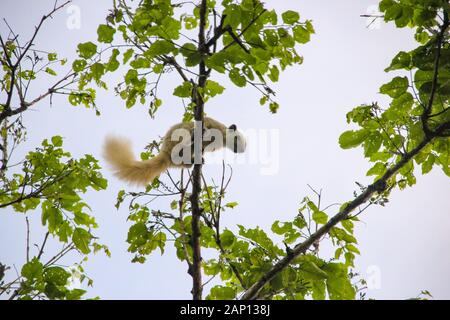 Squirrel sticks on a branch Are living in the morning Stock Photo
