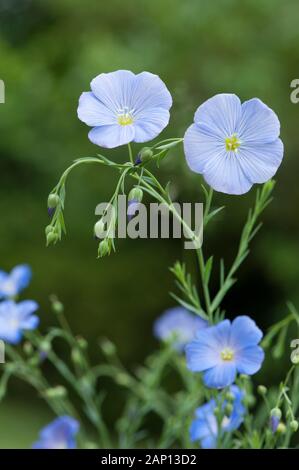 Blue Flax, Perennial Flax (Linum perenne), flowering Stock Photo