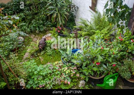 Beautiful lush blooming garden, view from above. Stock Photo