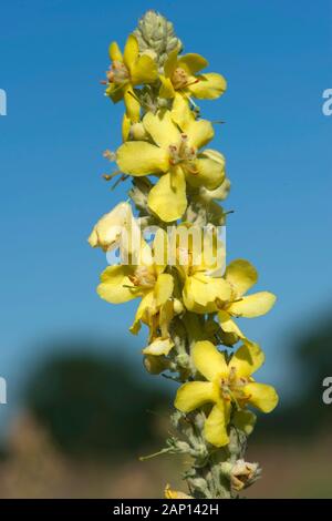 White Mullein (Verbascum lychnitis), inflorescence. Germany Stock Photo