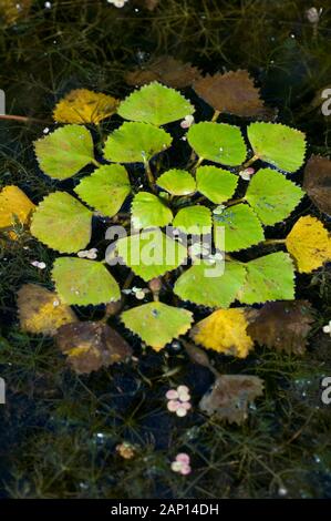 Water Chestnut, Water Caltrop (Trapa bicornis). Floating rosette. Germany Stock Photo