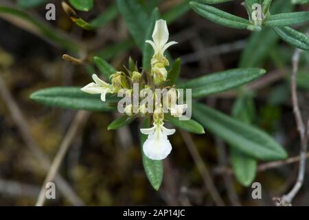 Alpine Pennyroyal, Mountain Germander (Teucrium montanum), flowering Stock Photo
