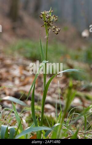 Greater Wood-rush (Luzula sylvatica), flowering. Germany Stock Photo