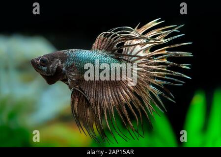 Siamese Fighter (Betta splendens Crowntail Copper). Adult fish under water. Germany Stock Photo